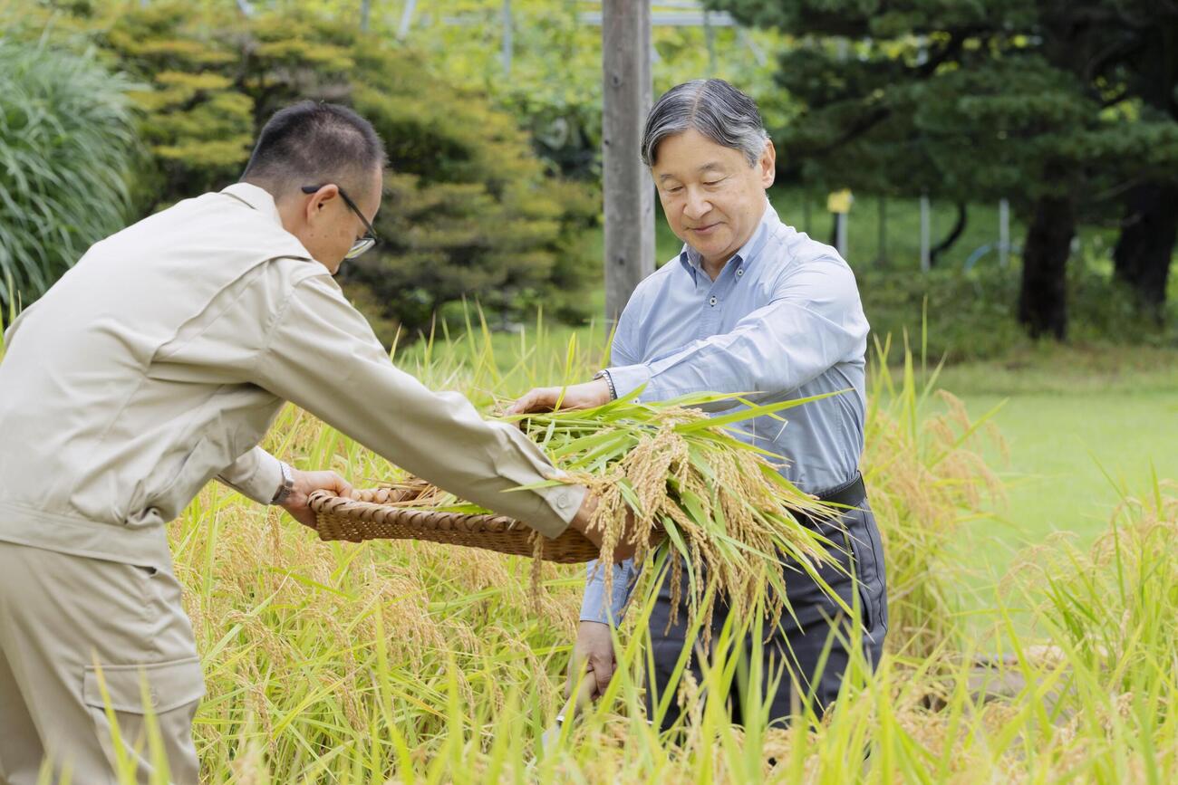 皇居内の田んぼで稲刈りをされる天皇陛下（宮内庁提供）（共同）