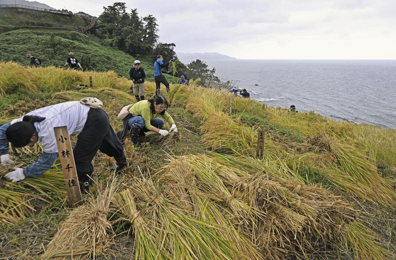 石川県輪島市の「白米千枚田」で稲刈りをする人たち（共同）