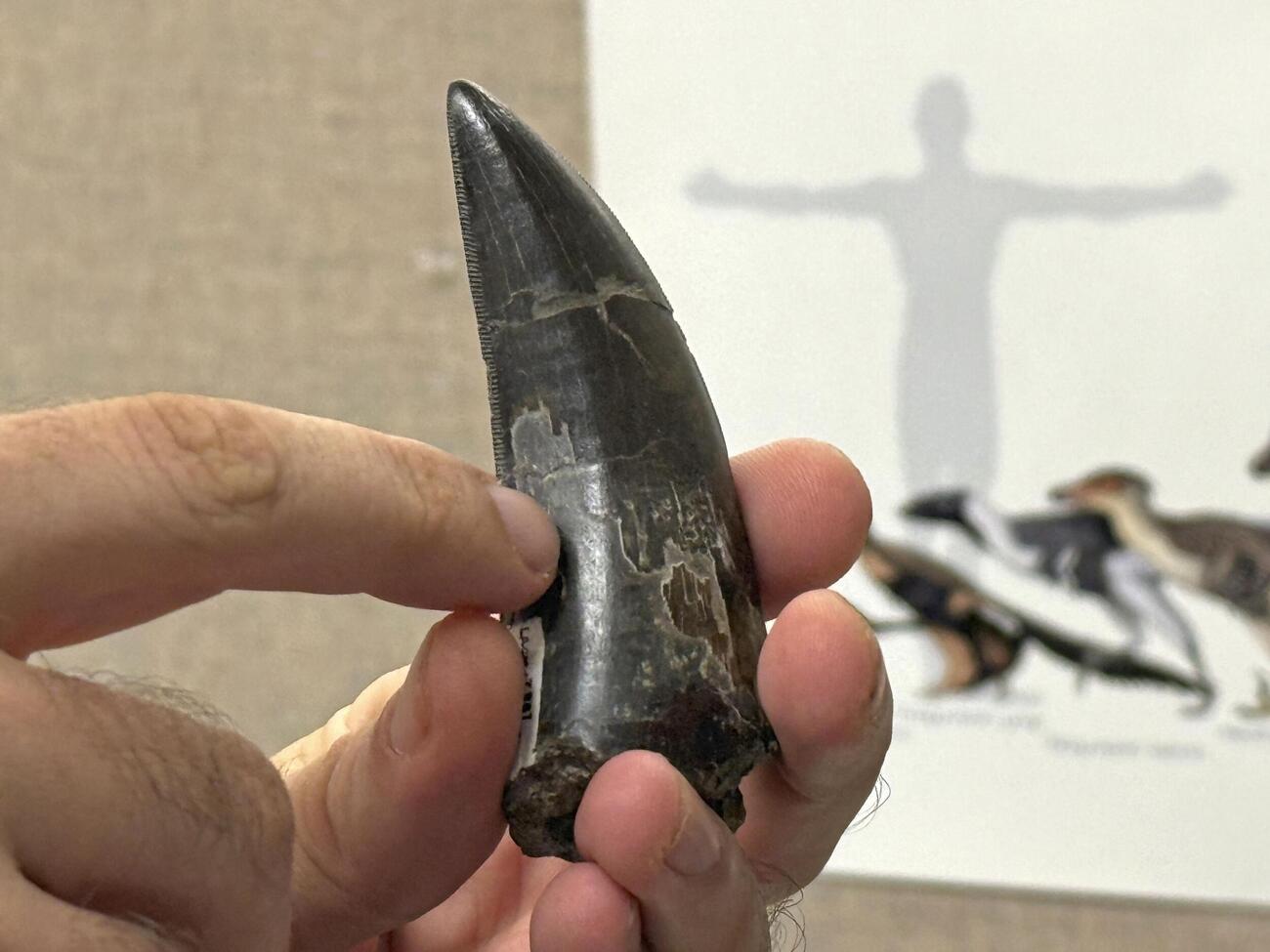 ティラノサウルスの体温推定に使われた歯（カリフォルニア大ロサンゼルス校提供）