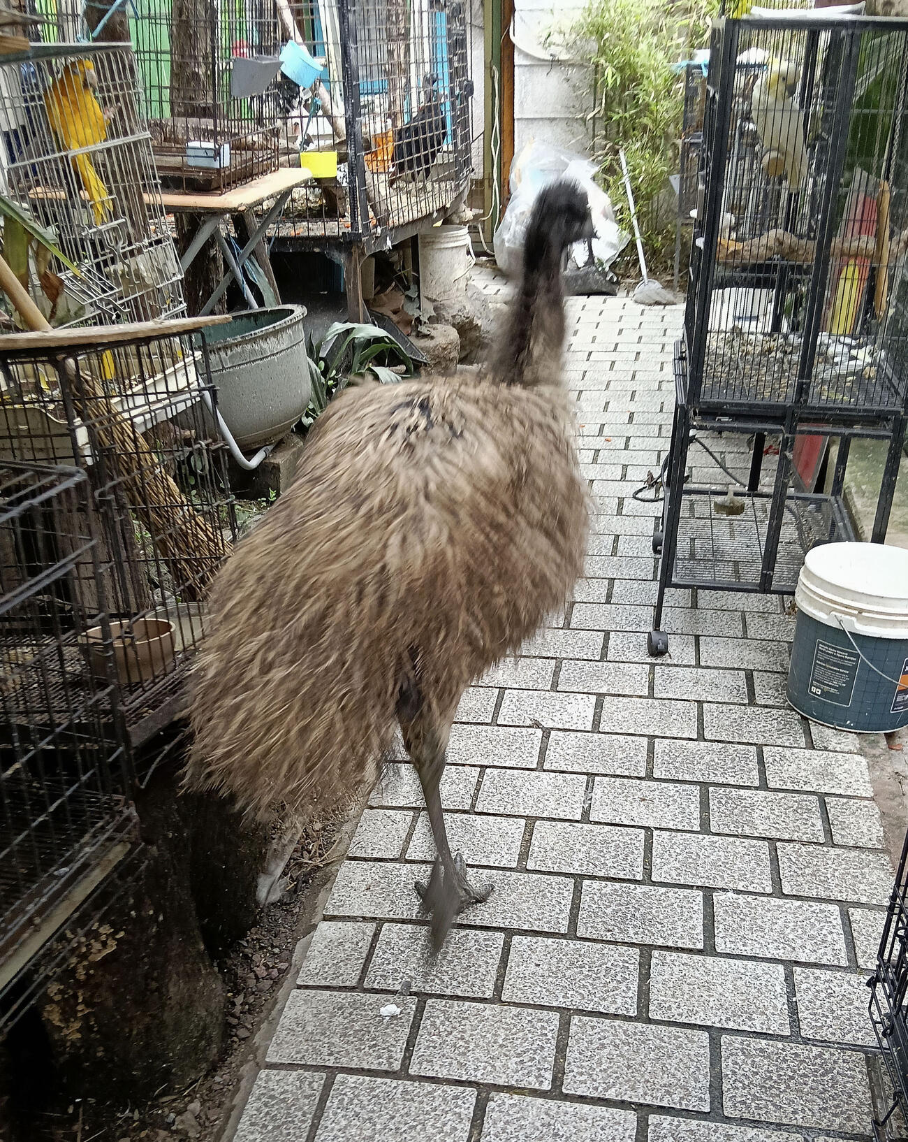 脱走し、捕獲されたエミュー（提供写真、共同）