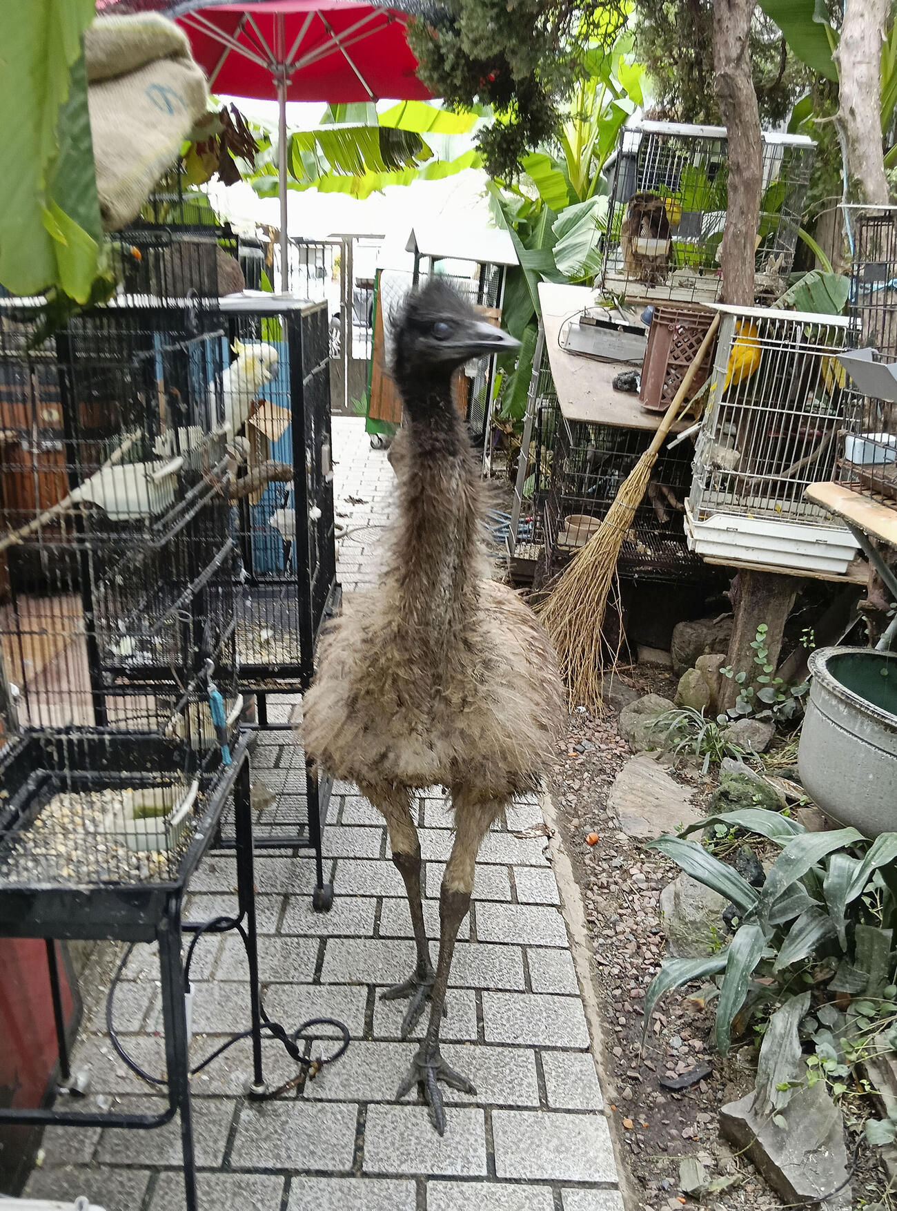 脱走し、捕獲されたエミュー（提供写真、共同）
