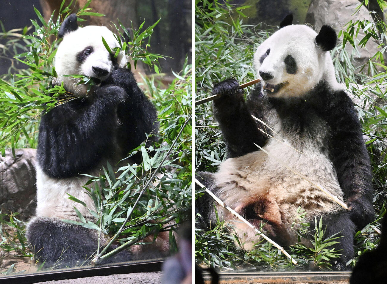 双子のジャイアントパンダ、シャオシャオ（右）とレイレイ＝1月、東京都台東区の上野動物園（共同）