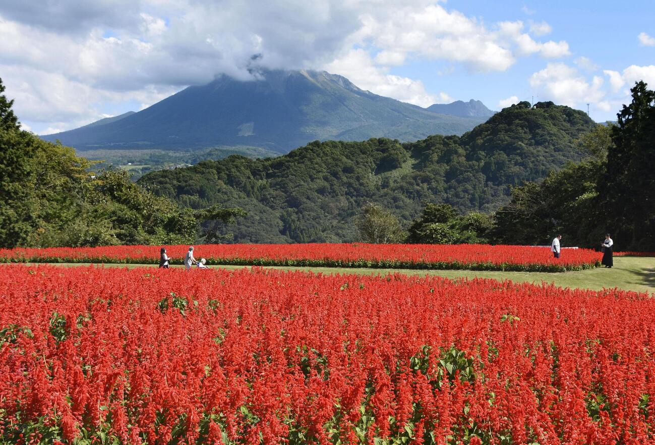 「とっとり花回廊」で見頃を迎えたサルビア。奥は大山＝10日午前、鳥取県南部町（共同）