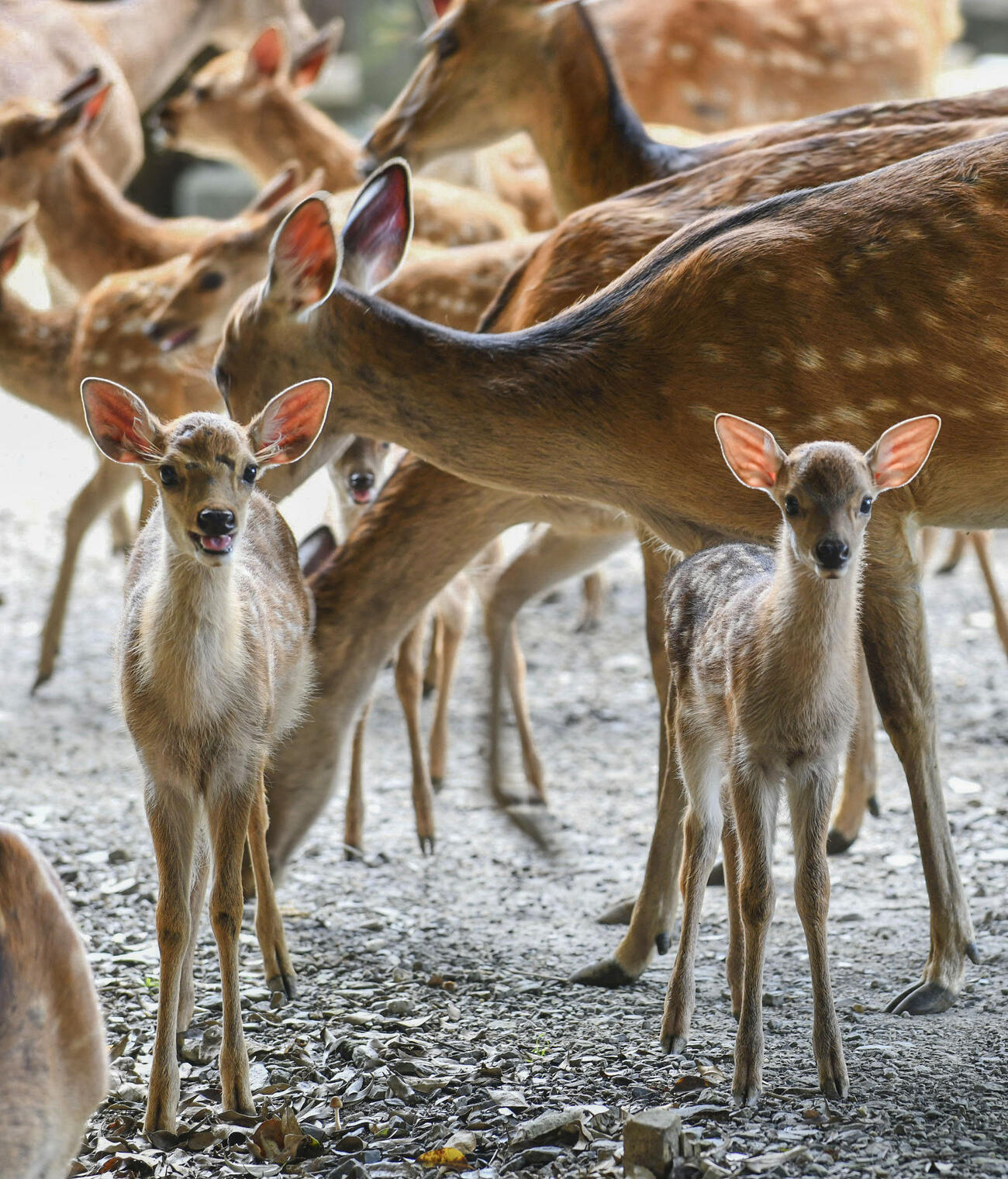 奈良公園を歩く子鹿＝2021年7月、奈良市（共同）