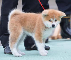 ザギトワ選んだ 秋田犬 初披露 31日モスクワへ 社会 日刊スポーツ