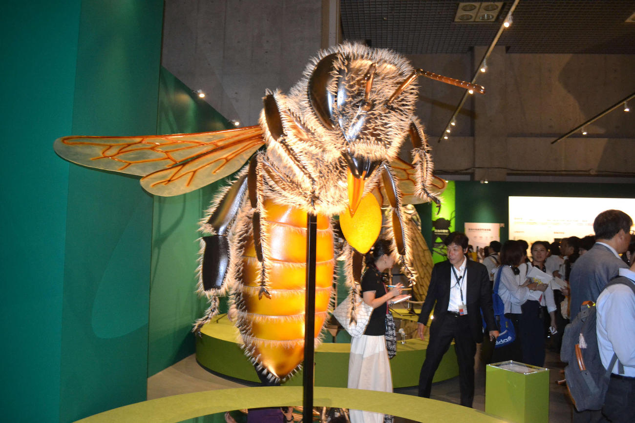 国立科学博物館で初「昆虫」展、標本5万点を展示 - 社会 : 日刊スポーツ