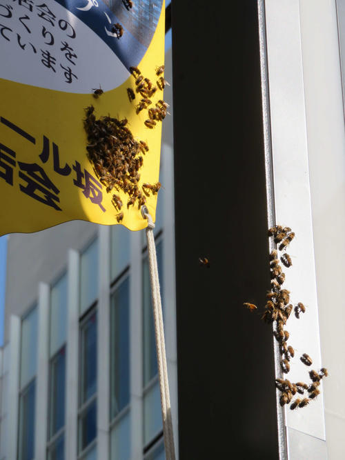 通りに面した柱とペナントに群がるミツバチ（撮影・村上幸将）