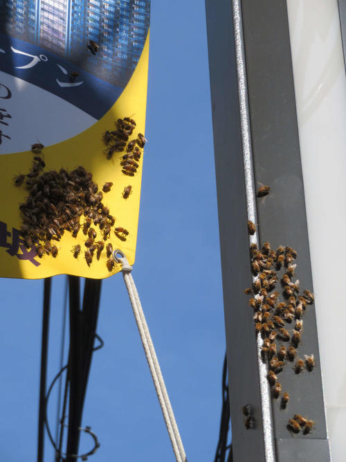 通りに面した柱とペナントに群がるミツバチ（撮影・村上幸将）