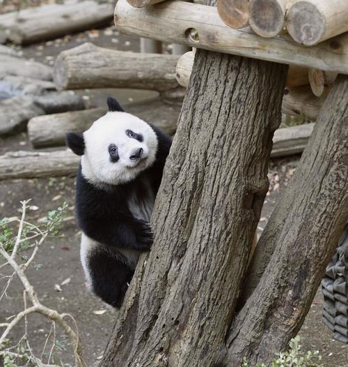 木に登るジャイアントパンダのシャンシャン（東京動物園協会提供）