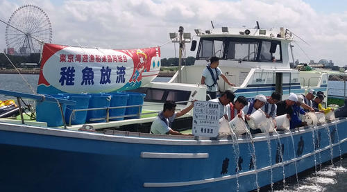 大観覧車を背景に葛西沖でマコガレイ稚魚が放流された
