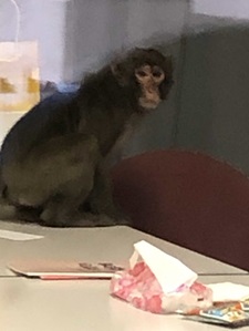 市立福岡女子高に侵入した猿（福岡市教育委員会提供）