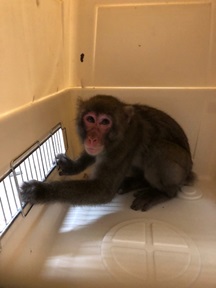 市立福岡女子高に侵入し、捕獲された猿（福岡市教育委員会提供）