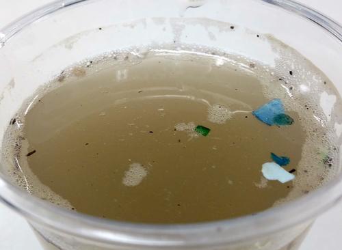 東京・お台場ビーチの砂を水に入れて混ぜると、いくつものマイクロプラスチックが浮かんでくる