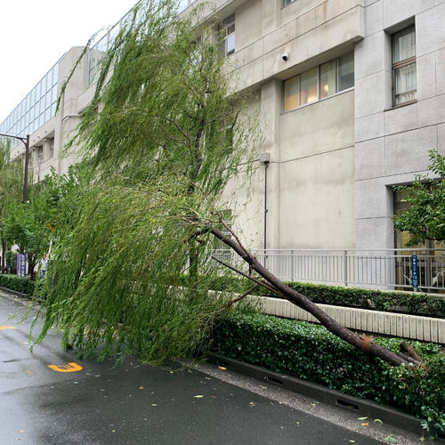 台風15号の影響で倒れたと思われる東京・京橋築地小学校そばの街路樹(撮影・横山元保)