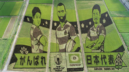 色彩の違う稲で水田に描かれた「ラグビーW杯日本代表」を応援する田んぼアート＝埼玉・行田市（撮影・鹿野芳博、河野匠）