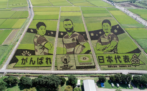 色彩の違う稲で水田に描かれた「ラグビーW杯日本代表」を応援する田んぼアート＝埼玉・行田市（撮影・鹿野芳博、河野匠）