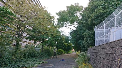 行方不明になった大阪・天王寺動物園のワライカワセミ「アキーゴ」を保護しようとする担当者（天王寺動物園提供）