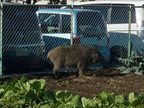 埼玉・富士見市の畑で発見され、捕獲された野生のイノシシ（富士見市役所提供）