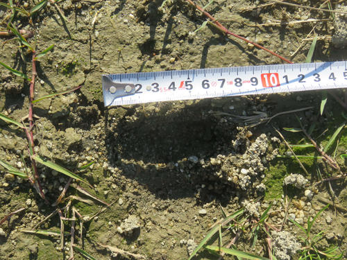 荒川の扇大橋周辺の河川敷に残された野生のイノシシのものと思われる足跡（約8センチ）（撮影・大上悟）