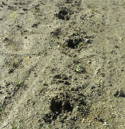 荒川・扇大橋周辺の河川敷に点々と残されていた野生のイノシシのものと思われる足跡（撮影・大上悟）