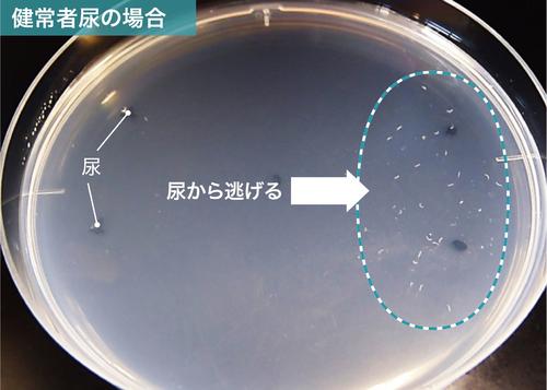 線虫は健常者の尿の場合、逃げる（提供写真）