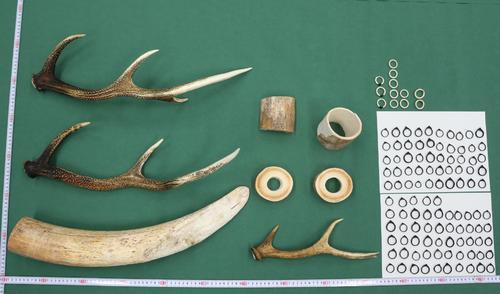 「富士サファリパーク」元職員が密輸出しようとした角や毛など（東京税関成田税関支署提供）