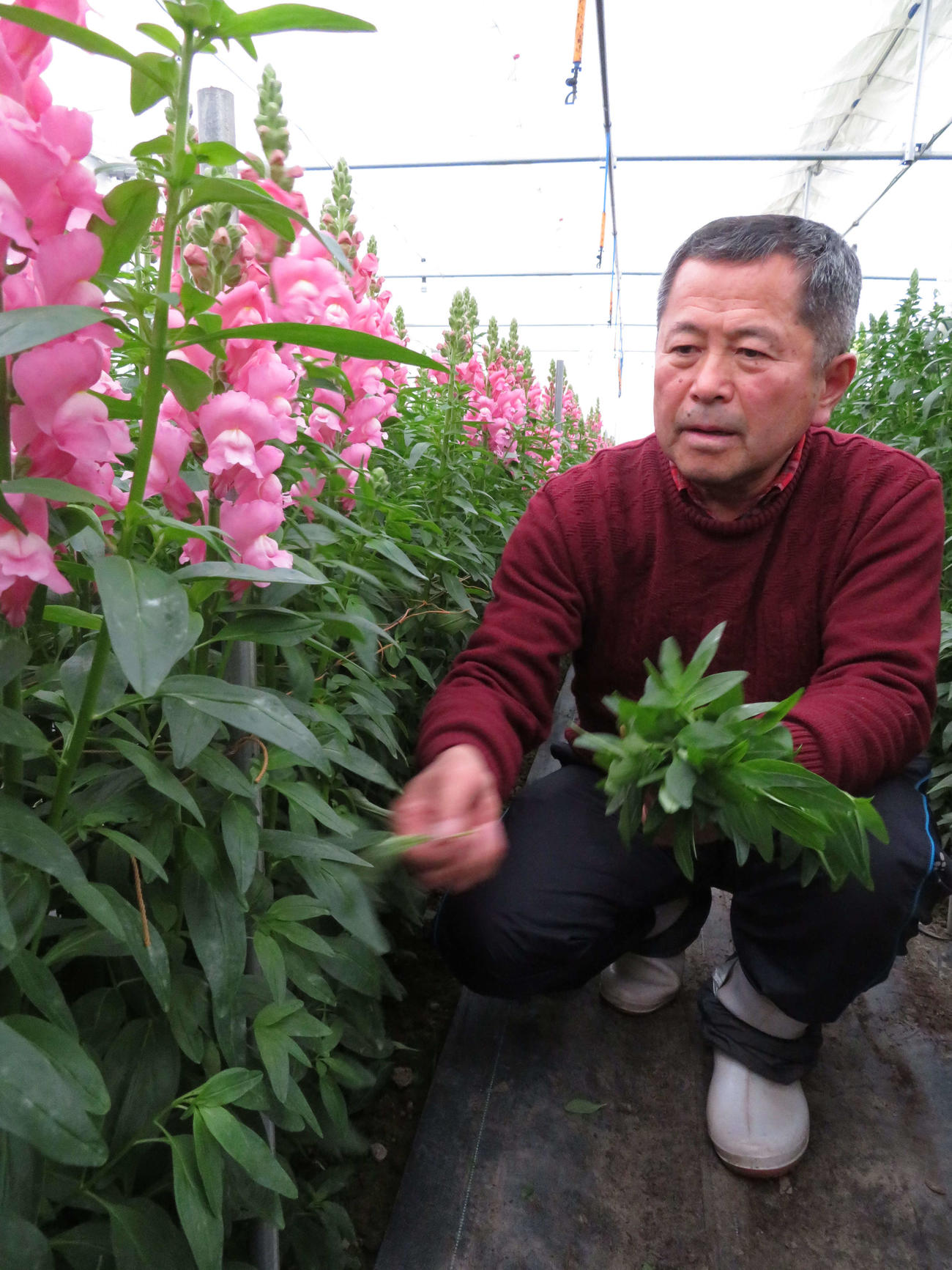 福島県浪江町でトルコギキョウを育てる川村博さん。ビニールハウスで、ストックの手入れを行った（撮影・近藤由美子）