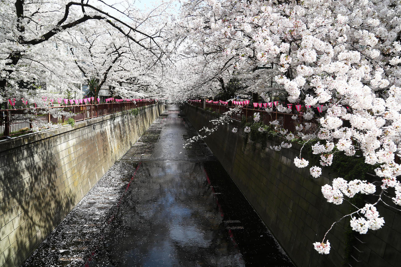 満開の桜が咲く目黒川（19年4月撮影）