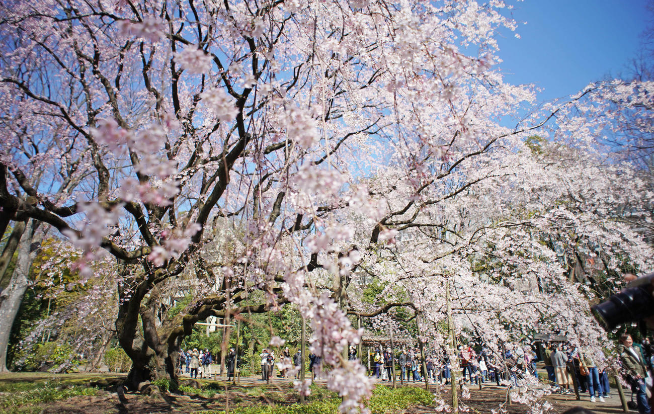 満開となった六義園のシダレザクラ（撮影・加藤諒）
