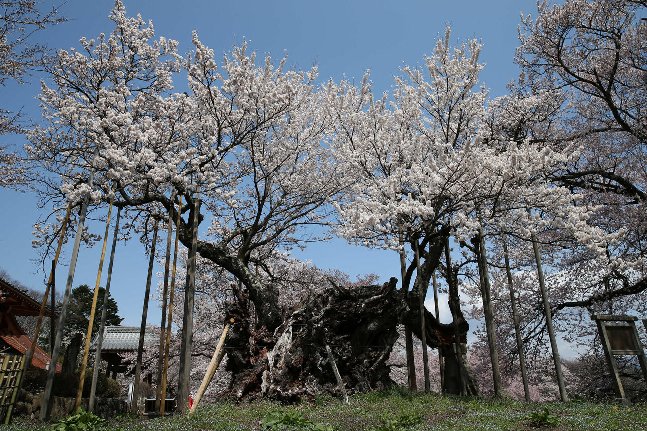 満開となった実相寺境内の神代桜　（撮影・河野匠）