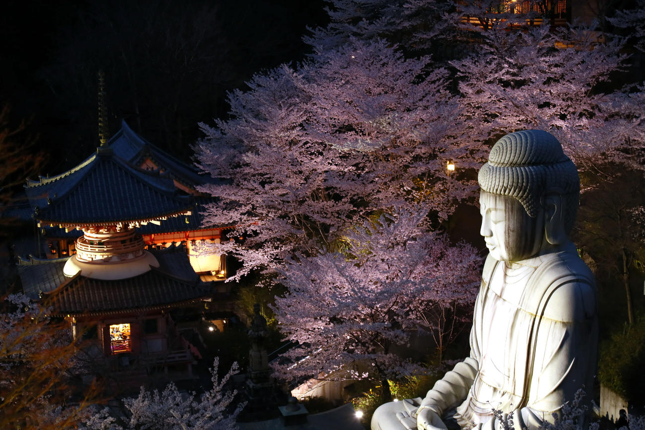 満開の桜の中、ライトアップされ幻想的な光景を見せる壺阪寺（南法華寺）の大釈迦如来石像（撮影・足立雅史）