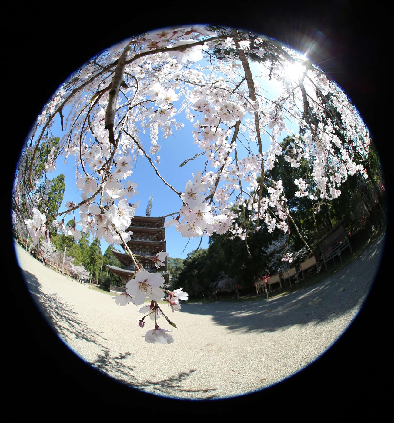 五重塔を背に満開を迎えた醍醐寺のしだれ桜　（撮影・河野匠）