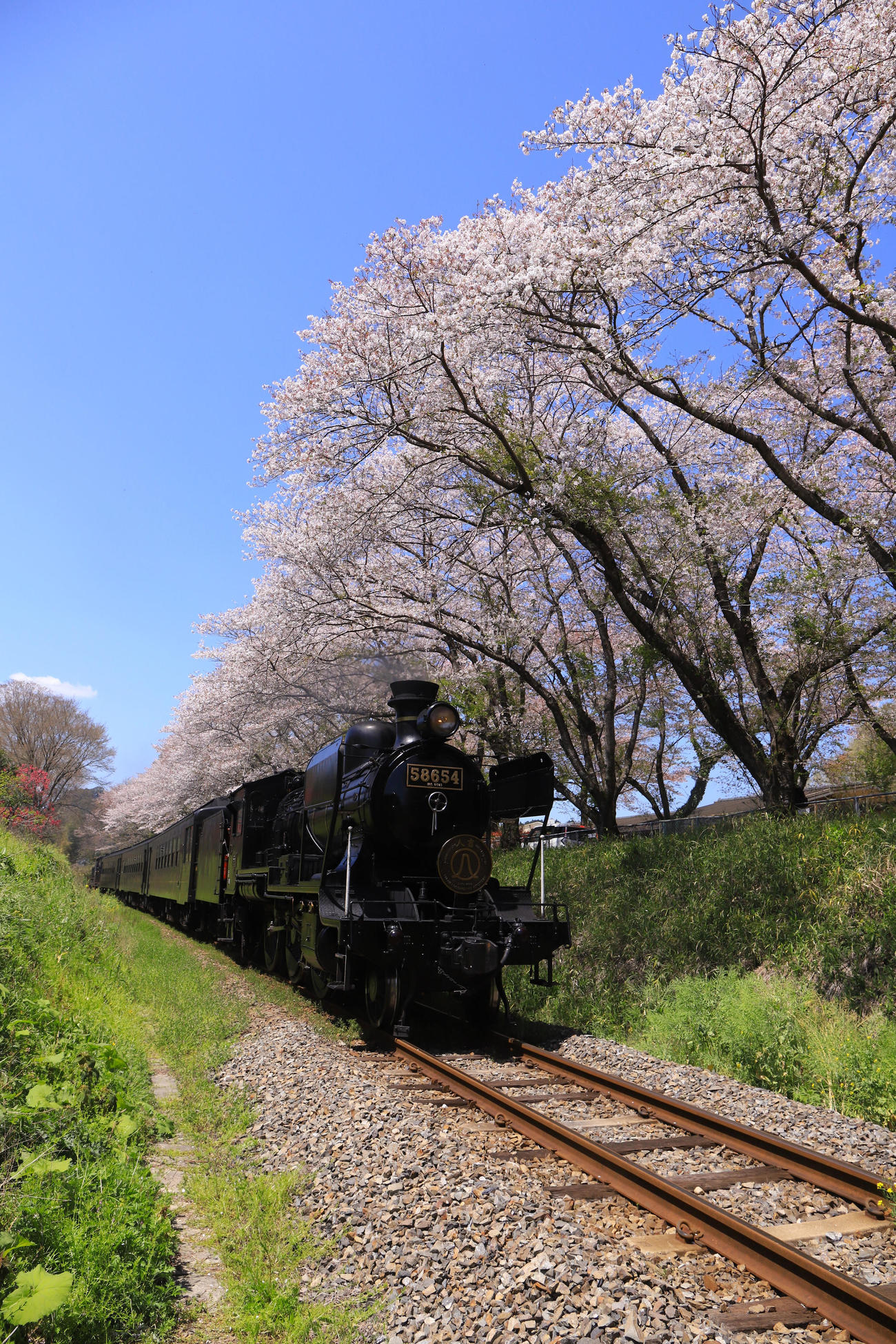 桜並木の下を勢い良く通過する「SL人吉」（撮影・垰建太）