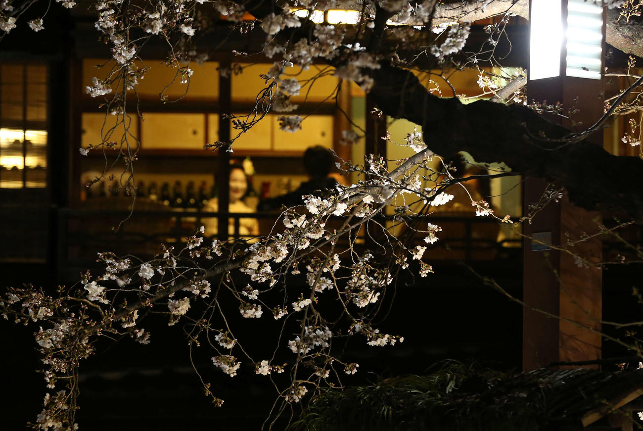 ライトアップされた祇園白川の夜桜（撮影・河野匠）