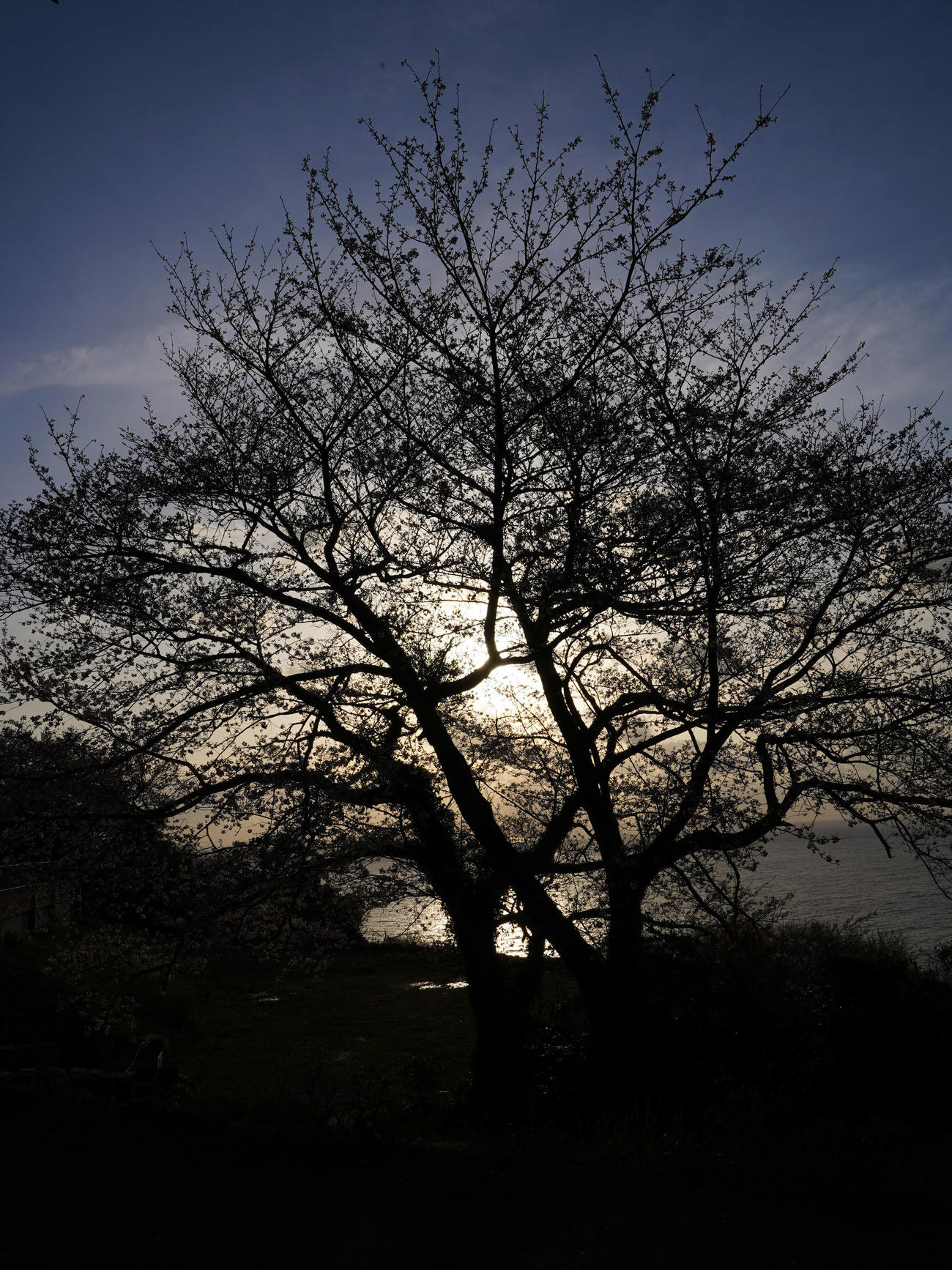 眼下に日本海を望む漁火公園では、寄り添うように立つ２本の夫婦桜が、朝日で美しいシルエットを見せていた（撮影・加藤諒）