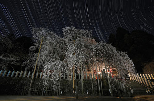 樹齢500年とも言われる小川諏訪神社のシダレザクラ。境内には静寂が広がり、幽玄な夜桜は星空の下で静かに花の盛りを迎えていた（撮影・加藤諒）