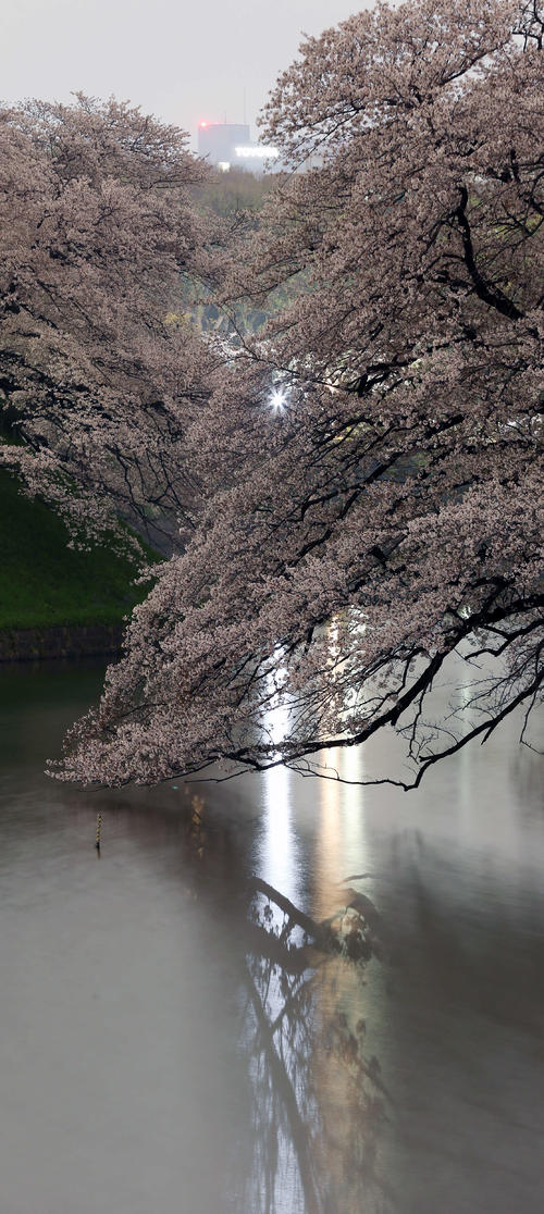 ライトアップはなく街の明かりに照らされる千鳥ケ淵の桜（撮影・河野匠）