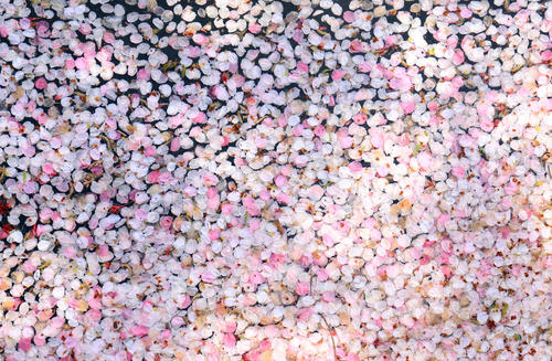 池の水面には散った桜の花びらが重なり合い鮮やかなパステルカラーを生み出していた（撮影・垰建太）