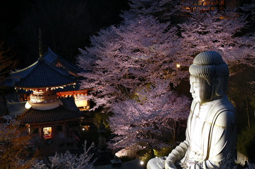 満開の桜の中、ライトアップされ幻想的な光景を見せる壺阪寺（南法華寺）の大釈迦如来石像（撮影・足立雅史）