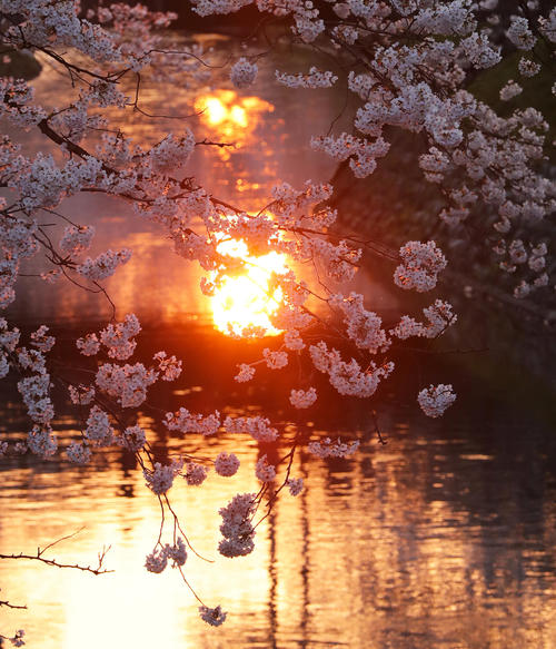 日没直前は太陽の光が松川の水面に反射し桜を赤く染める（撮影・垰建太）