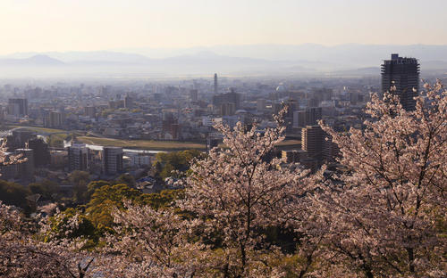 花岡山から見渡す朝焼けの熊本市内と桜（撮影・垰建太）