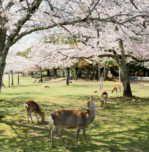 満開の桜に囲まれ気持ちよさそうにくつろぐ奈良公園の鹿（撮影・足立雅史）