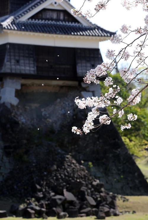復興作業が続く熊本城の戌亥櫓を背に力強く咲き誇る桜（撮影・垰建太）