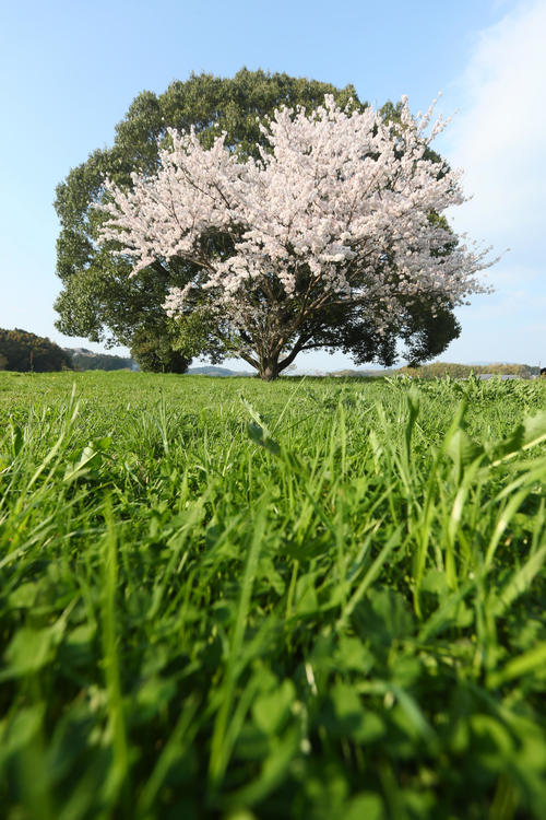 奈良県・明日香村の緑の木と寄り添うように咲く桜　（撮影・足立雅史）
