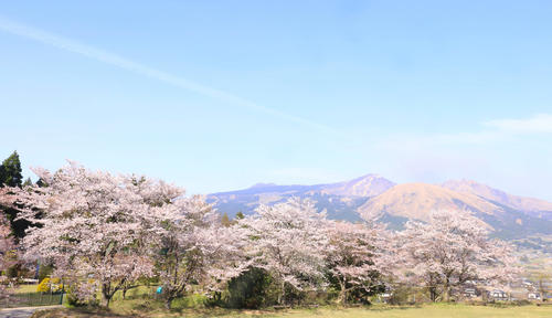ほのかに煙を上げる阿蘇の山々を背に咲き誇る桜（撮影・垰建太）