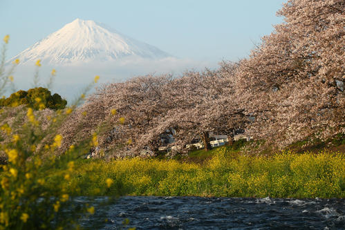 富士山を背に咲き誇る桜（撮影・足立雅史）