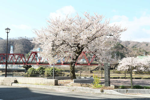 津波の被害を受けながら、今なお力強く咲く釜石市大渡町の一本桜（撮影・足立雅史）