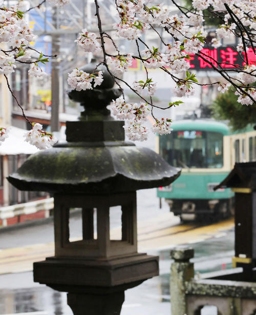 雨の中走る江ノ電を側で咲き誇る桜（撮影・垰建太）