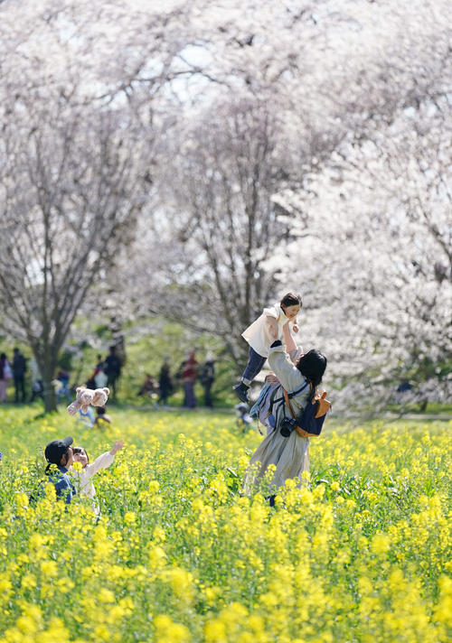 菜の花と桜並木が満開となった権現堂公園で、春を満喫する親子（撮影・加藤諒）