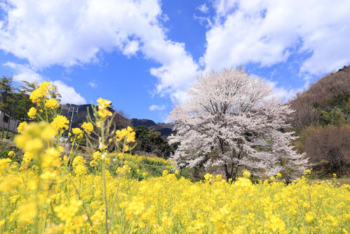 天気の良い日は青空を背に一面の菜の花畑と絶妙なコントラストを見せ圧倒的な存在感を放つ（撮影・垰建太）